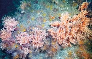 Scientist calls for joint action to save Aegean