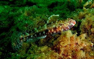 Rare marine life spotted again off Istanbul’s Princes’ Islands
