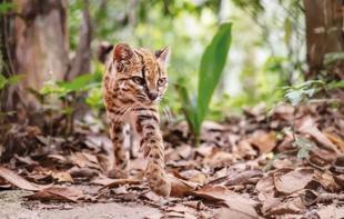 A new cat species discovered for the first time in over a century