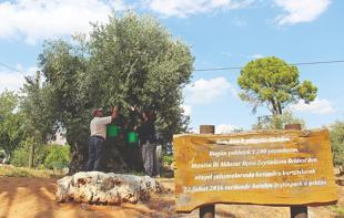 Relocated olive trees yield fruit in Antalya 10 years later