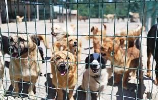 Ege University clears 150 student-cared dogs in unannounced raid