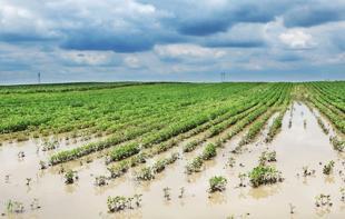 Climate-driven farm losses push agricultural insurance payouts higher in Türkiye