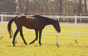 Legendary stallion Victory Gallop enjoys retirement in northwestern Türkiye