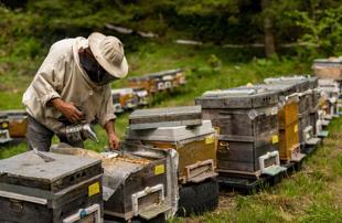 ‘Mad honey’: Türkiye’s elixir with dark side