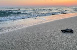 Antalya breaks 30-year sea turtle nesting record