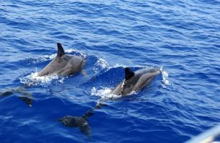Researchers discover new dolphin species in Türkiye