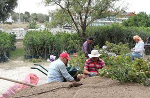 Local producers promote mastic gum cultivation
