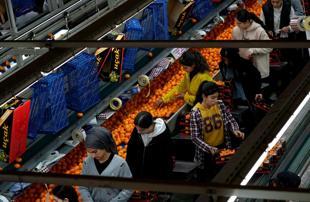 Türkiye sets all-time mandarin export record