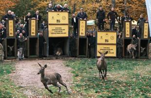Endangered red deer bred in Istanbul as part of conservation drive