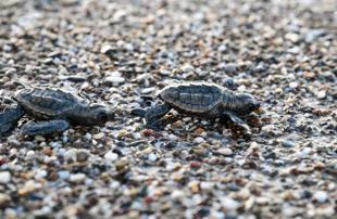 Nearly half million turtle hatchlings reach sea