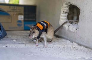 Backpack-wearing rats to search for survivors beneath rubble in Türkiye