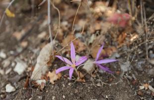 Ancient cities in Antalya showcase rare endemic plants to visitors