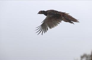 Wildlife authority returns 11,000 rehabilitated animals to nature in 2025