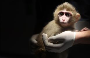 Baby monkey rescued in drug raid rehabilitated