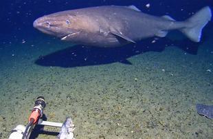 Shark filmed for first time in Antarctica’s near-freezing depths
