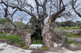 Hiker discovers massive 2,000-year-old plane tree