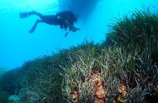 Seagrass meadows on Antalya coast to be restored