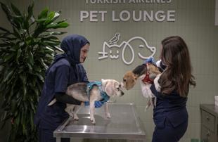 Turkish Airlines expands pet comfort at Istanbul Airport