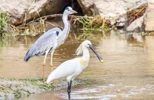 Migratory birds return to Van as rain revives wetlands