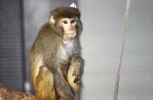 Bozok the monkey adapting to new home in Ankara