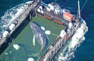 Stranded whale rescued in Germany found dead in Denmark