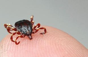 Istanbul reports 617 tick alerts in 2026 so far
