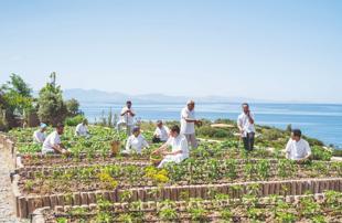 What happens when seafood restaurant decıdes to save sea