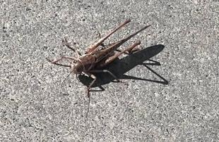 Giant grasshoppers swarm several Istanbul districts