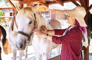 Princes’ Island horses rehomed in northern city