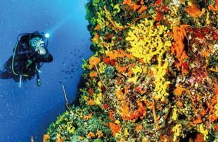 Ayvalık draws diving enthusiasts with its rich underwater life