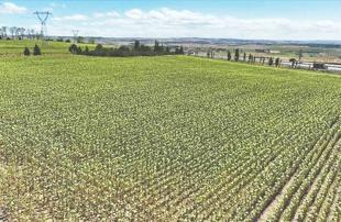 Istanbul’s farmland sustains production in megacity