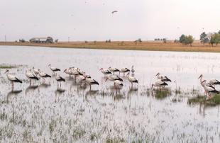 Warmer winters stop stork migration in Diyarbakır