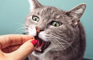 Cats’ well-being linked to owners’ emotional states