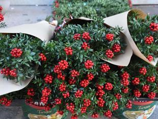 ‘Butchers broom’ bouquets fill Istanbul markets ahead of New Year