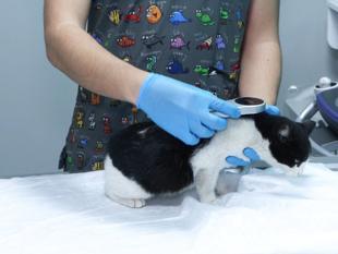 Pet owners to face fines as microchipping deadline approaches