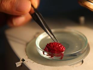 Indo-Pacific crab spotted for 1st time in Türkiye amid tropicalization effect