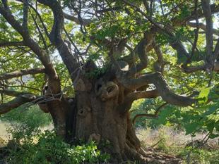 Türkiye protects 10,503 monumental trees and 319 caves nationwide