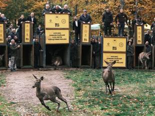 Endangered red deer bred in Istanbul as part of conservation drive