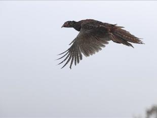 Wildlife authority returns 11,000 rehabilitated animals to nature in 2025