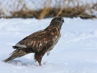 Van center treats wild animals struggling to survive harsh winter