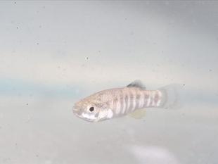 Endangered fish under protection at Istanbul Aquarium