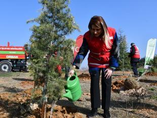 Türkiye targets 600 million saplings in nationwide afforestation drive