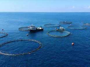 Record start to 2026 flags landmark year for Turkish seafood
