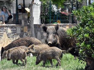 Türkiye to allow controlled hunting of non-protected wild animals in risk situations