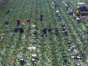 Pesticides found in home-cooked dinner plates in Türkiye, study says