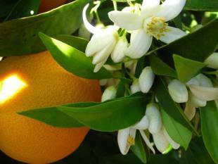 Bloom with the spring