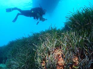 Seagrass meadows on Antalya coast to be monitored, restored