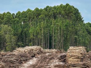 Tropical forest loss eases after record year: Researchers