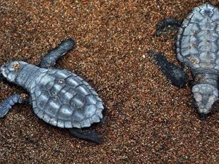 İztuzu hosts Mediterranean’s first Caretta caretta nests