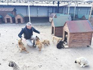 Nevşehir animal town rehomes 150 dogs this year